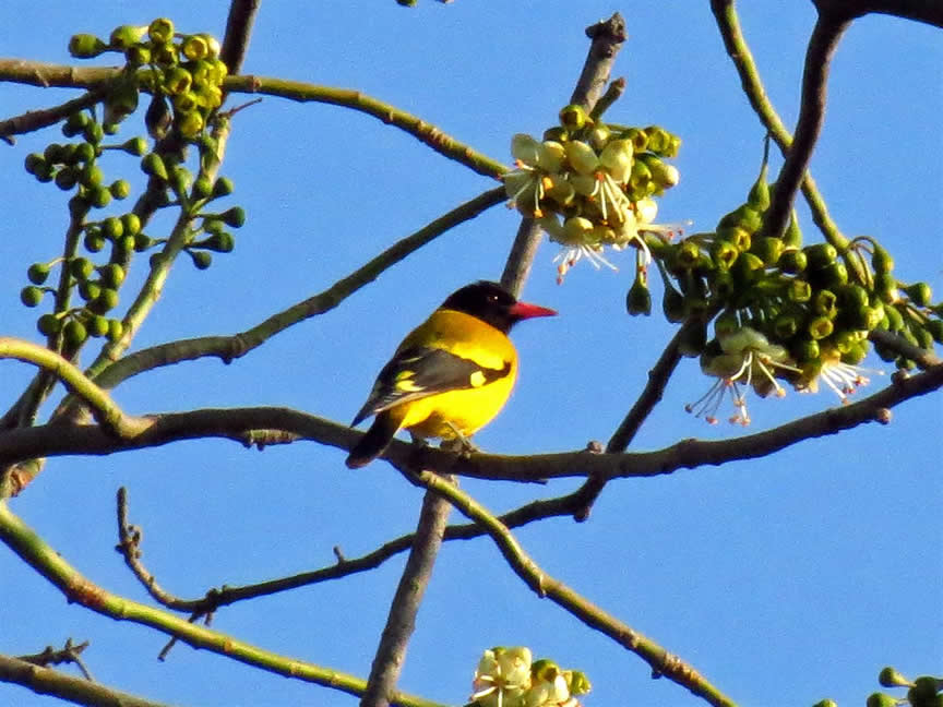 Black headed Oriole